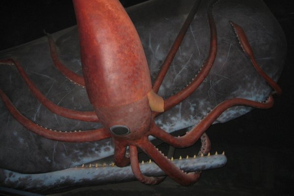 Kraken dark market